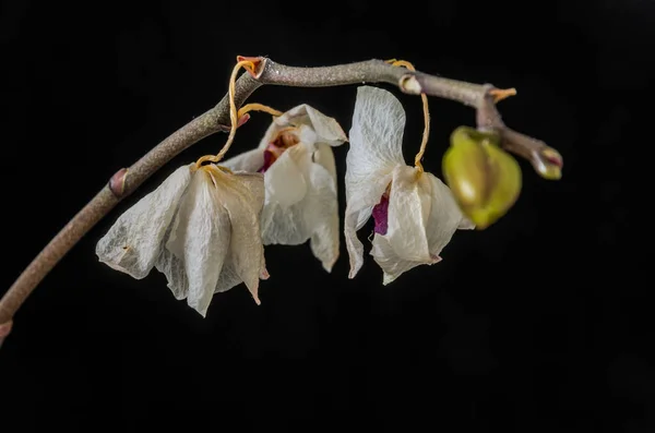 Solmuş Ölü Orkide Çiçekleri Siyah Arka Planda Izole Edilmiş — Stok fotoğraf