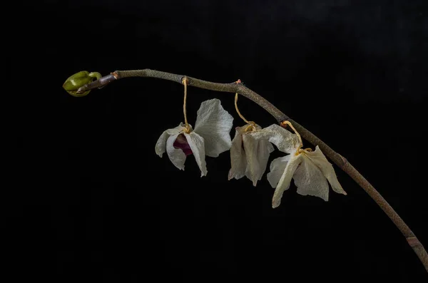 Увядшие Мертвые Цветы Орхидеи Изолированы Черном Фоне — стоковое фото