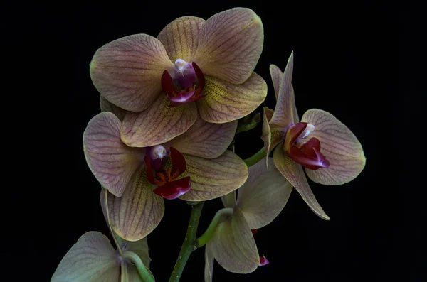Blühende Orchideenblumen Isoliert Auf Schwarzem Hintergrund — Stockfoto