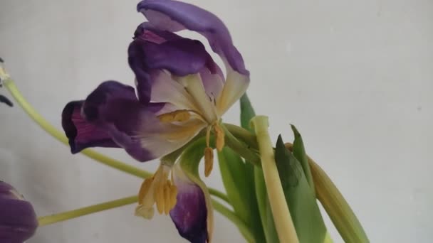 Vadlé Tulipánové Květy Padlými Okvětními Lístky — Stock video
