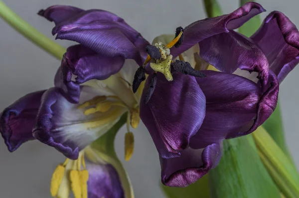 Withered tulip flowers with fallen petals