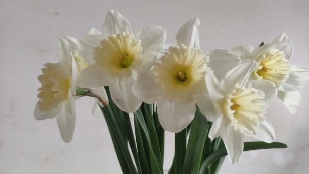 Flowers Blooming Yellow Daffodils — Stock Video