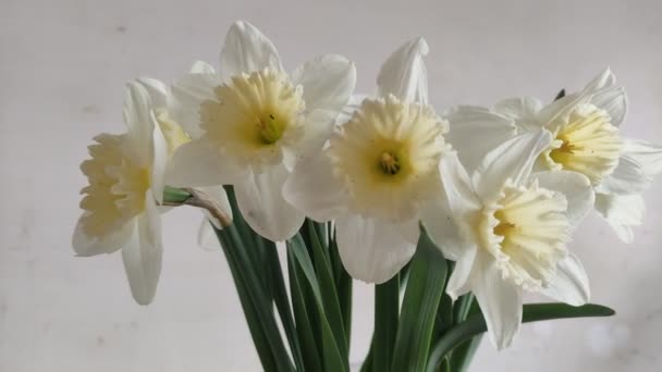 Flores Narcisos Amarelos Florescentes — Vídeo de Stock