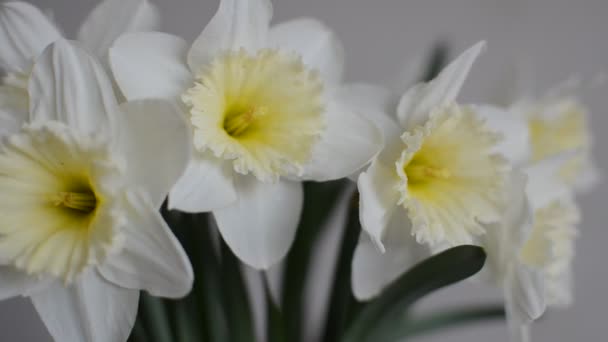 Kwiaty Kwitnących Żółtych Żonkili — Wideo stockowe