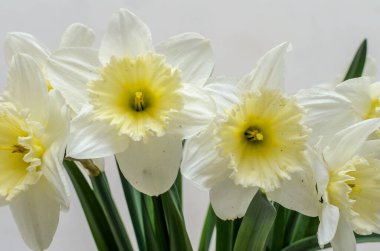 Çiçekler açan sarı nergisler.