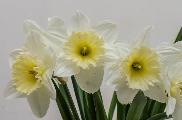 Flowers Blooming Yellow Daffodils — Stock Photo, Image