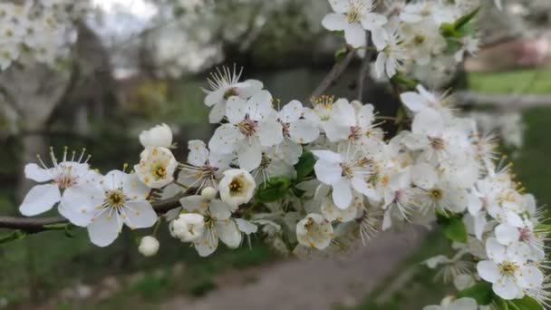 Blooming Apricot Tree Branch Spring Day — 비디오