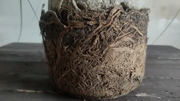 Diseased Roots Room Palm Tree — Stockvideo