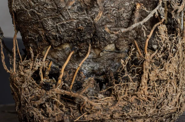 Diseased Roots Room Palm Tree — Foto de Stock