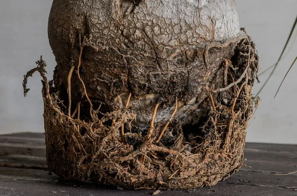 Diseased Roots Room Palm Tree — Stok fotoğraf