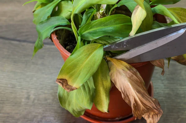 Gardener Takes Care Home Flower Cuts Scissors Dried Leaves Plant — Foto de Stock