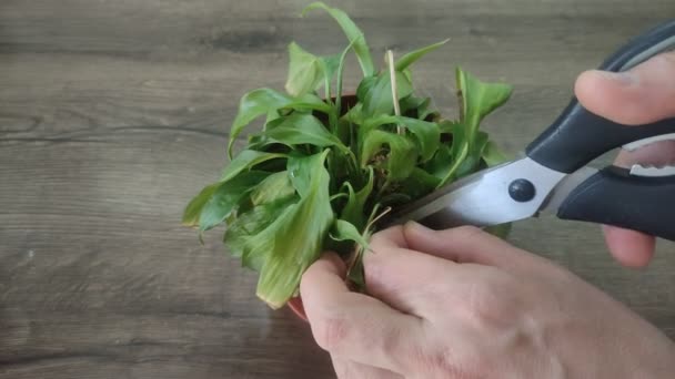 Gardener Takes Care Home Flower Cuts Scissors Dried Leaves Plant — Vídeos de Stock