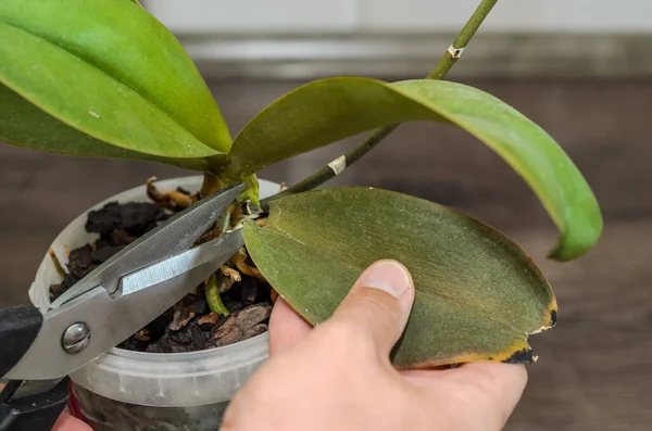 Gardener Cuts Scissors Damaged Diseased Leaves Home Orchid — Photo