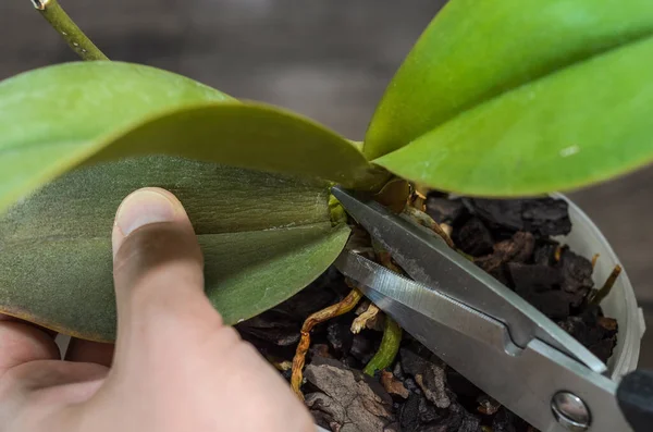 Bir bahçıvan, bir ev orkidesinin hasarlı yapraklarını makasla keser.