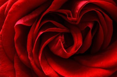 Çiçek açan kırmızı gül makro fotoğraf.