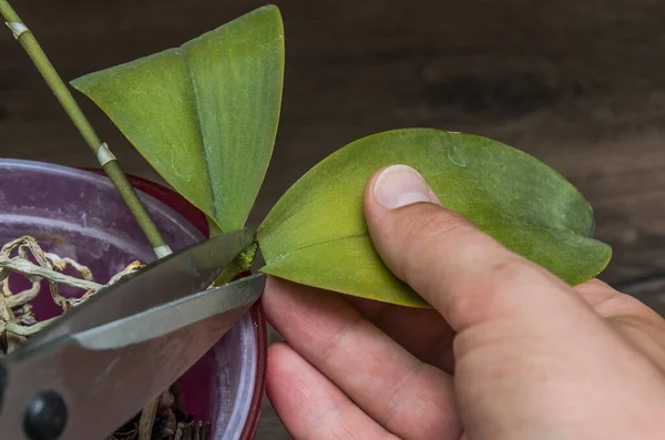 Jardinero Corta Con Tijeras Una Hoja Marchita Una Orquídea Casera — Foto de Stock