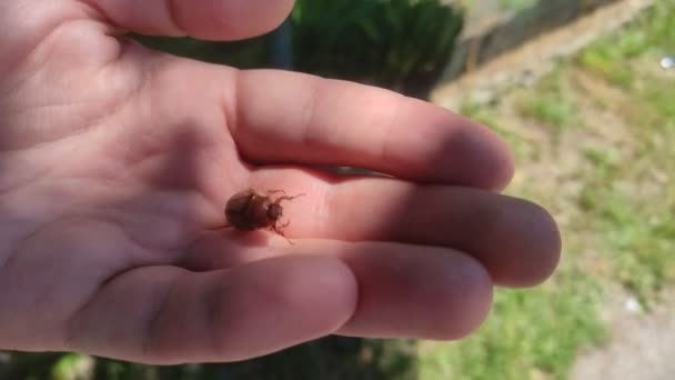 Käfer Melolontha Kriecht Auf Handfläche Eines Menschen — Stockvideo