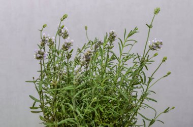 Evde açan lavanta çiçeği