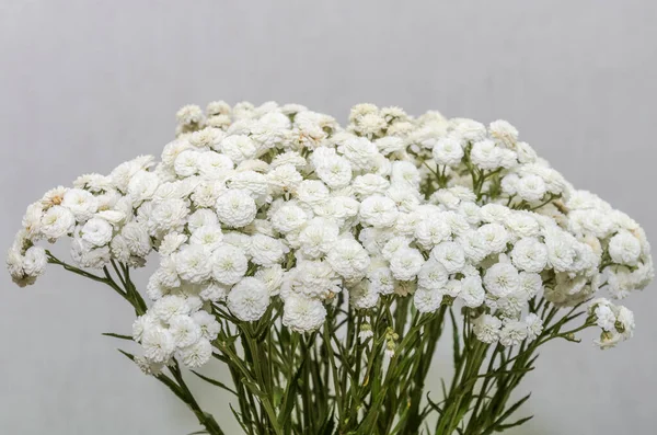 Bouquet Blooming White Wildflowers — Stock Photo, Image