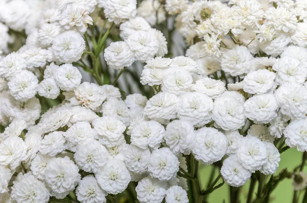 Bukiet Kwitnących Białych Dzikich Kwiatów — Zdjęcie stockowe