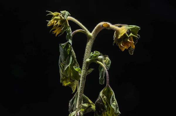 Withered Withered Sunflower Flower Isolated Black Background — Stok fotoğraf