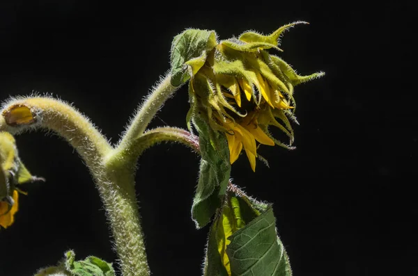 Засохший Подсолнечный Цветок Изолирован Черном Фоне — стоковое фото