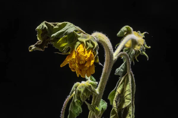 Withered Withered Sunflower Flower Isolated Black Background — Stock Photo, Image