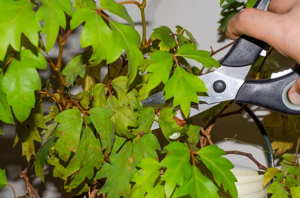 Gardener cuts withered leaves on a house plant with scissors