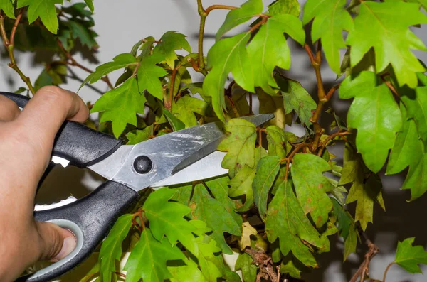 Gardener cuts withered leaves on a house plant with scissors