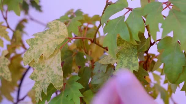 Gärtner Schneidet Welke Blätter Zimmerpflanze Mit Schere — Stockvideo
