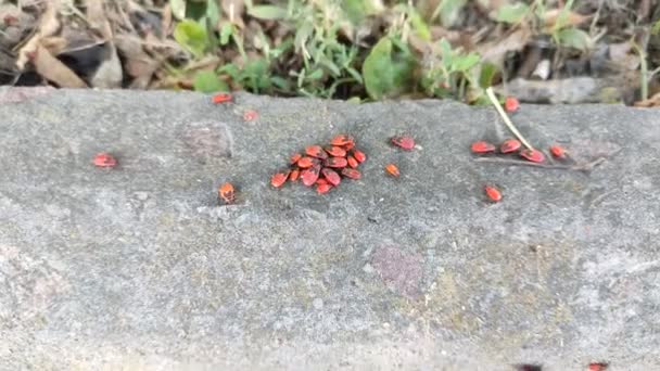 Invasion Insect Pests City — 图库视频影像