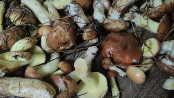 Freshly Harvested Forest Mushrooms Suillus Family Boletaceae — Stock Video