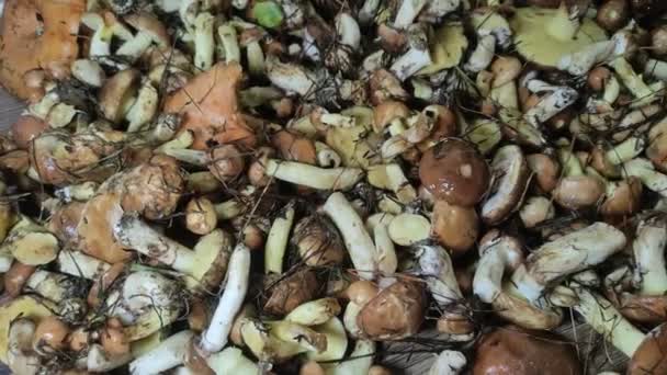 Freshly Harvested Forest Mushrooms Suillus Family Boletaceae — Stock Video