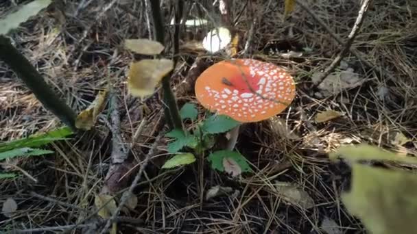 Waldpilze Fliegen Agaric Wachsen Einem Kiefernwald — Stockvideo