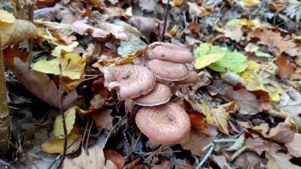 Cogumelos Florestais Crescem Floresta Outono — Vídeo de Stock