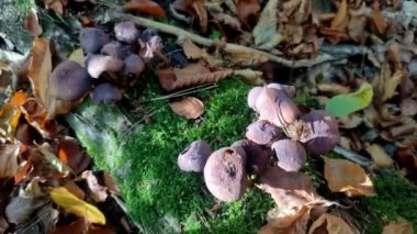 Orman mantarları çam ormanlarında büyür.