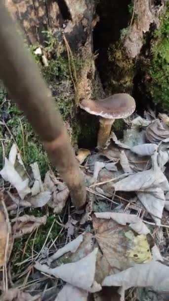 Vertikální Video Lesní Houby Rostou Podzimním Lese — Stock video