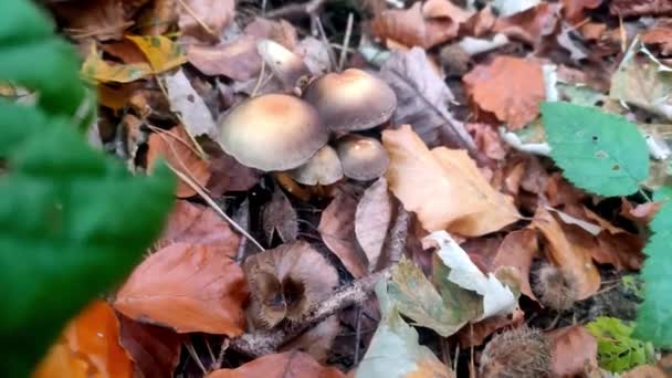 Setas Del Bosque Vuelan Agáricas Crecen Bosque Pinos — Vídeos de Stock