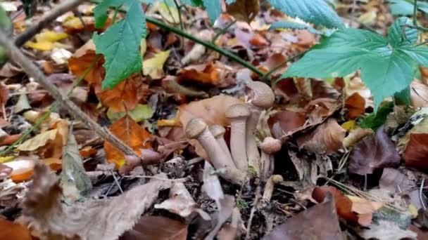 Setas Del Bosque Vuelan Agáricas Crecen Bosque Pinos — Vídeos de Stock