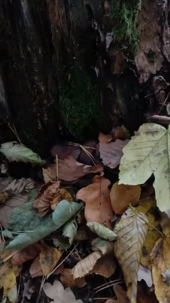 Vídeo Vertical Cogumelos Florestais Crescem Floresta Outono — Vídeo de Stock