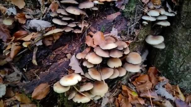 Funghi Foresta Volano Agarico Crescono Una Pineta — Video Stock