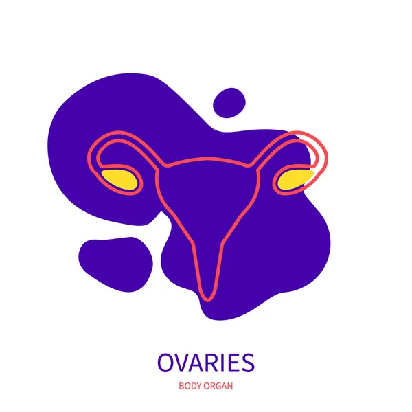 Oválné žlázy endokrinní a ženský reprodukční systém tělo varhany ikona — Stockový vektor