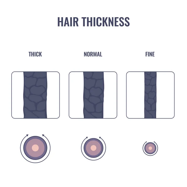 Диаграмма толщины волос тонкой, средней, грубой ширины пряди — стоковый вектор