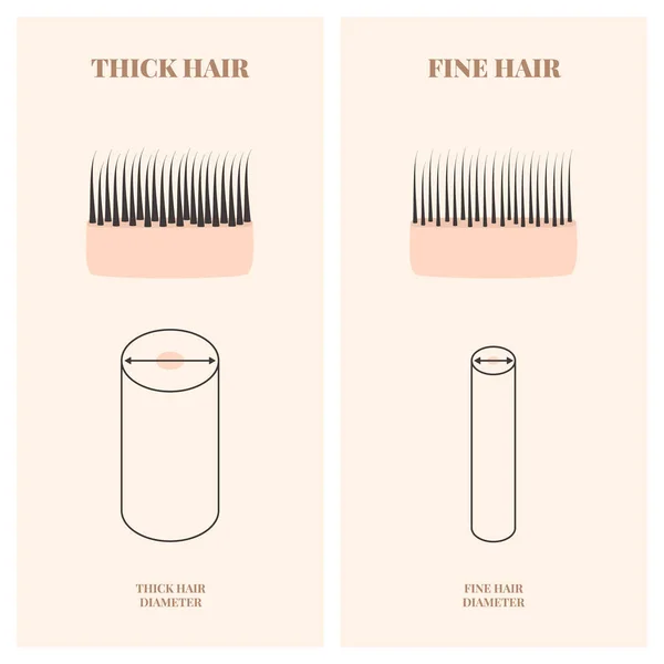 Gráfico de tipos de grosor del cabello de hebras finas y gruesas — Vector de stock