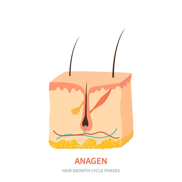 Hair Follicle New Anagen Phase Shown Skin Cross Section Hair — Archivo Imágenes Vectoriales