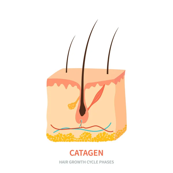 Hair Follicle Catagen Phase Shown Skin Cross Section Hair Growth — Διανυσματικό Αρχείο