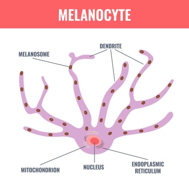 Melanocyte cell biology and skin tone pigmentation diagram. Melanin pigment production and distribution process. Melanosome transfer to keratinocytes scheme. Vector illustration.