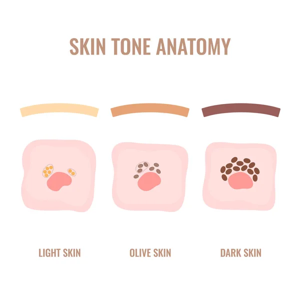 Melanosome Cells Skin Pigmentation Mechanism Melanin Pigment Content Distribution Diagram — 스톡 벡터