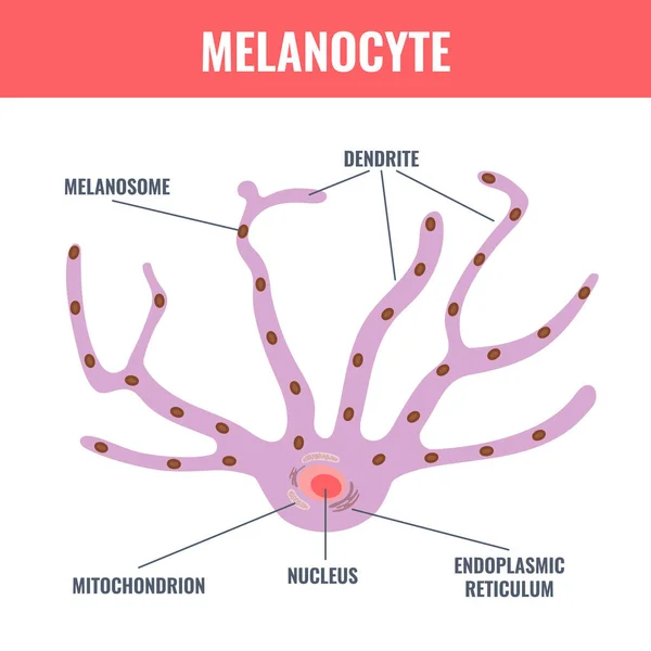 Melanocyte Cell Biology Skin Tone Pigmentation Diagram Melanin Pigment Production —  Vetores de Stock