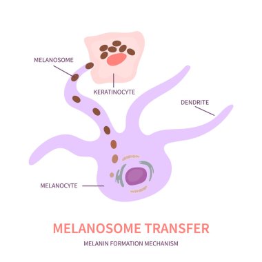Keratinosit şemasına Melanosom transferi. Melanosit hücre biyolojisi ve deri pigmentasyon diyagramı. Melanin pigmenti üretim ve dağıtım süreci. Vektör illüstrasyonu.
